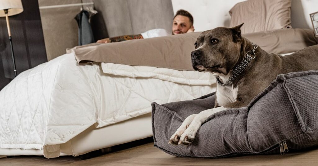 dormire con il cane o gatto disturba il sonno
